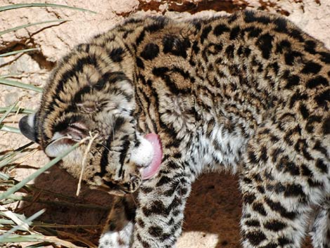 Ocelot (Leopardus pardalis)