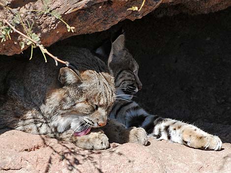 Bobcat (Lynx rufus)