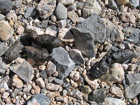 Bobcat (Lynx rufus)