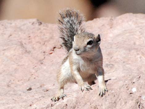 Harris' Antelope Squirrel (Ammospermophilus harrisii)