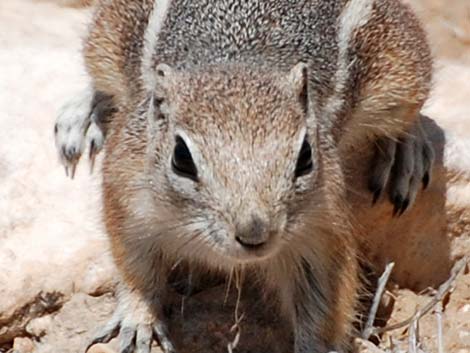 White-tailed Antelope Squirrels (Ammospermophilus leucurus)