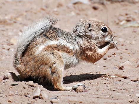 White-tailed Antelope Squirrel (Ammospermophilus leucurus)