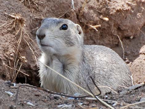 Gunnison's Prairie Dog (Cynomys gunnisoni)