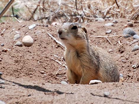 Gunnison's Prairie Dog (Cynomys gunnisoni)