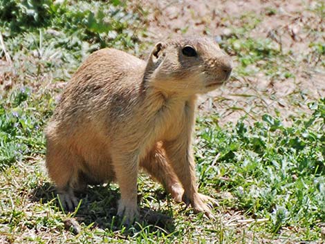 Gunnison's Prairie Dog (Cynomys gunnisoni)