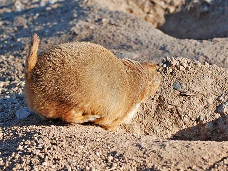 Black-tailed Prairie Dog (Cynomys ludovicianus)