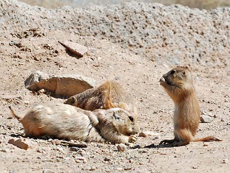 Black-tailed Prairie Dog (Cynomys ludovicianus)