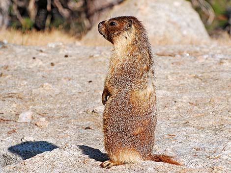 Yellow-bellied Marmot (Marmota flaviventris)