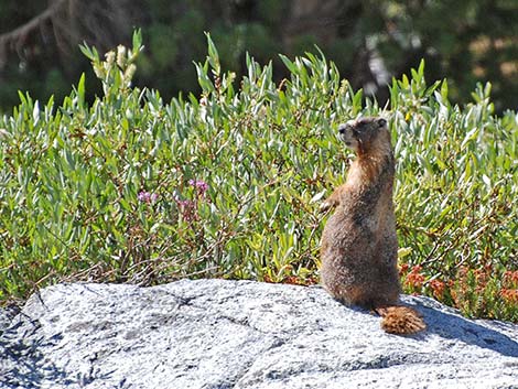 Yellow-bellied Marmot (Marmota flaviventris)