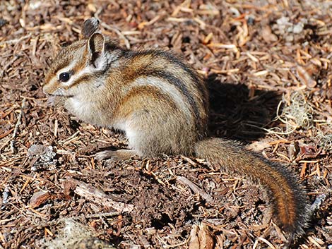 Yellow-pine Chipmunk (Neotamias amoenus)