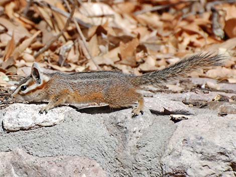 Cliff Chipmunk (Neotamias dorsalis)