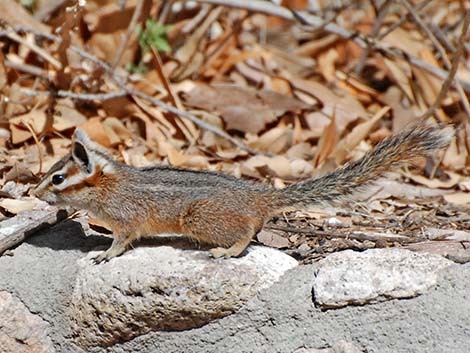 Cliff Chipmunk (Neotamias dorsalis)