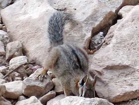 Cliff Chipmunk (Neotamias dorsalis)