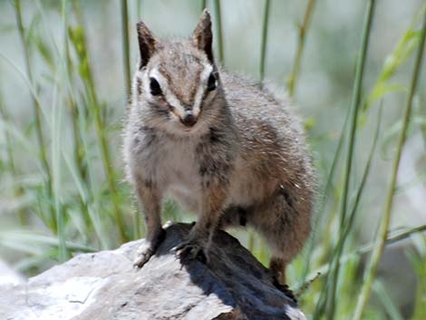 Cliff Chipmunk (Neotamias dorsalis grinnelli)