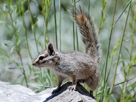 Cliff Chipmunk (Neotamias dorsalis)