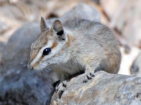 Cliff Chipmunk (Neotamias dorsalis grinnelli)