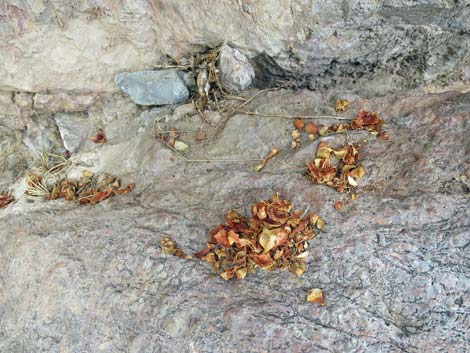 Cliff Chipmunk (Neotamias dorsalis)