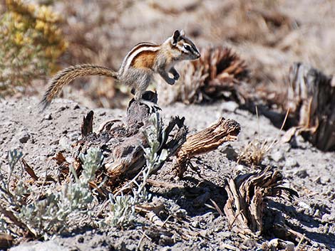 Least Chipmunk (Neotamias minimus)