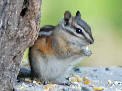 Least Chipmunk (Neotamias minimus)