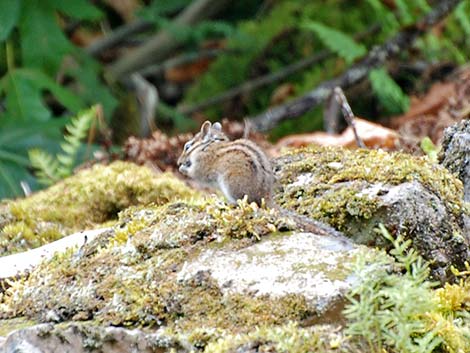 Least Chipmunk (Neotamias minimus)