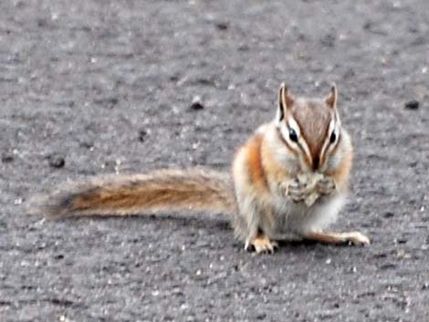 Least Chipmunk (Neotamias minimus)