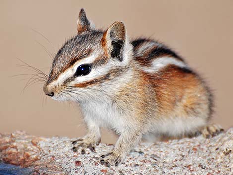 Least Chipmunk (Neotamias minimus)