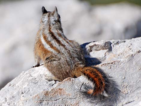 Charleston Mountain Chipmunk (Neotamias palmeri)