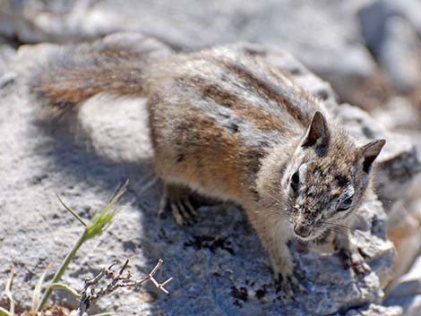 Charleston Mountain Chipmunk (Neotamias palmeri)