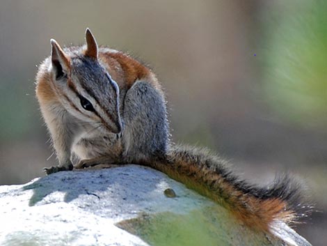 Panamint Chipmunk (Neotamias panamintinus)