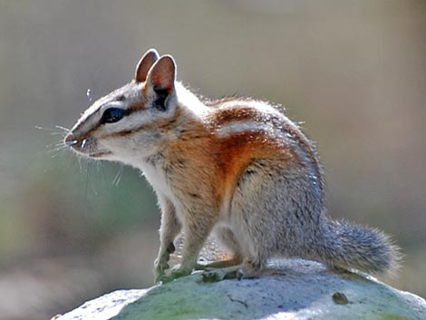 Panamint Chipmunk (Neotamias panamintinus)