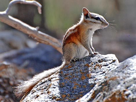 Panamint Chipmunk (Neotamias panamintinus)