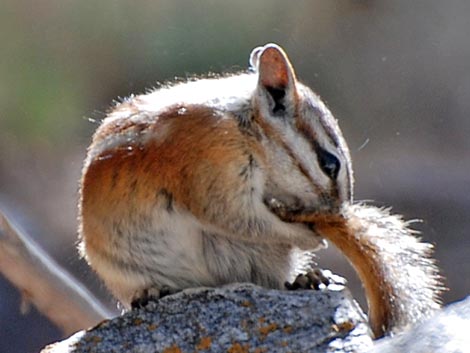 Panamint Chipmunk (Neotamias panamintinus)