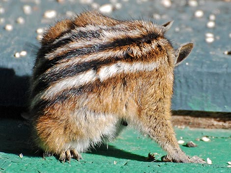 Colorado Chipmunk (Neotamias quadrivittatus)