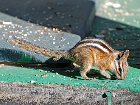 Colorado Chipmunk (Neotamias quadrivittatus)