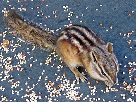 Colorado Chipmunk (Neotamias quadrivittatus)