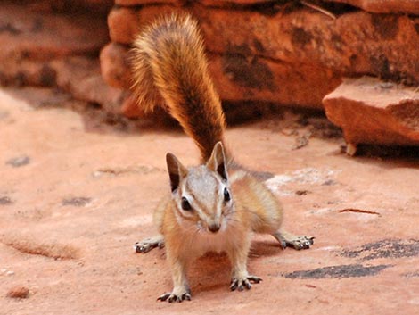 Hopi Chipmunk (Neotamias rufus)