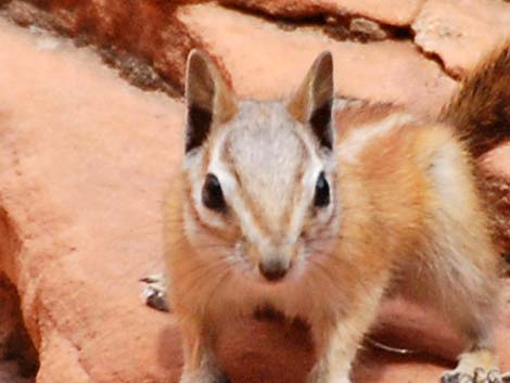 Hopi Chipmunk (Neotamias rufus)