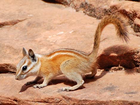 Hopi Chipmunk (Neotamias rufus)