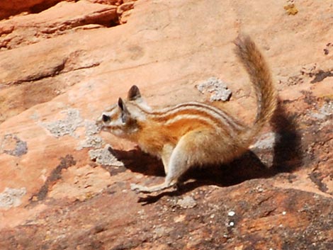 Hopi Chipmunk (Neotamias rufus)