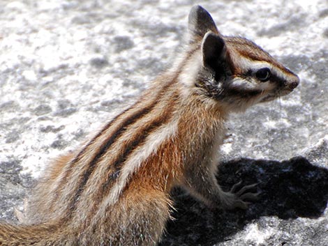 Lodgepole Chipmunk (Neotamias speciosus)