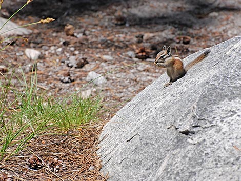 Lodgepole Chipmunk (Neotamias speciosus)