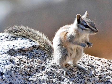 Lodgepole Chipmunk (Neotamias speciosus)