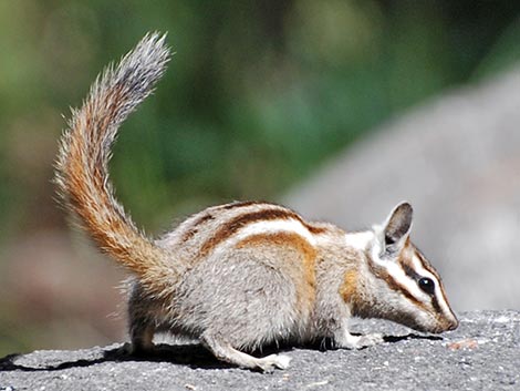 Lodgepole Chipmunk (Neotamias speciosus)