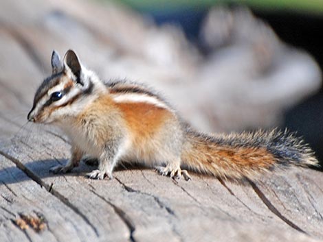 Lodgepole Chipmunk (Neotamias speciosus)