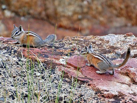 Uinta Chipmunk (Neotamias umbrinus)