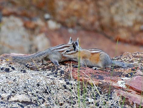 Uinta Chipmunk (Neotamias umbrinus)