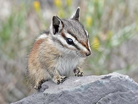 Uinta Chipmunk (Neotamias umbrinus)