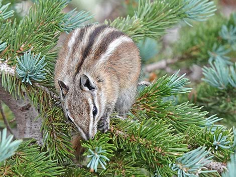 Uinta Chipmunk (Neotamias umbrinus)