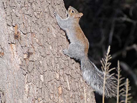 Arizona Gray Squirrel (Sciurus arizonensis)