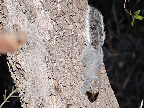 Arizona Gray Squirrel (Sciurus arizonensis)